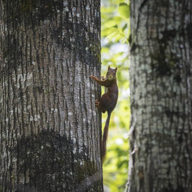 Sincap ağaca tırmanıyor.