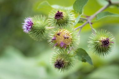 Arctium fındık veya büyük dulavratotu çiçek