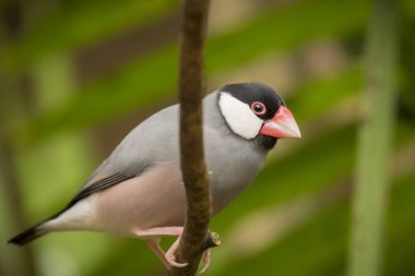 Java Finch (Lonchura oryzivora)