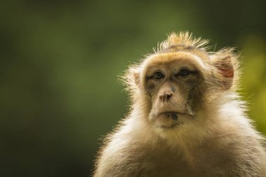 Barbary makak Macaca sylvanus portre