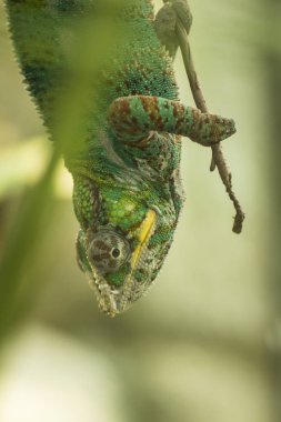 Multicolored Chameleon Chamaeleonidae clipart