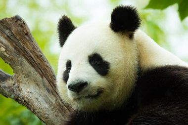Büyük Panda Ailuropoda melanoleuca portre
