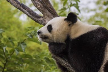 Büyük Panda Ailuropoda melanoleuca uykuda
