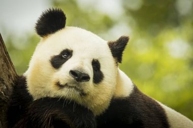 Büyük Panda Ailuropoda melanoleuca portre
