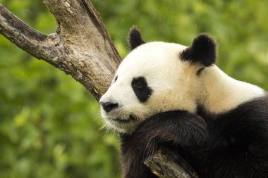 Büyük Panda Ailuropoda melanoleuca uykuda