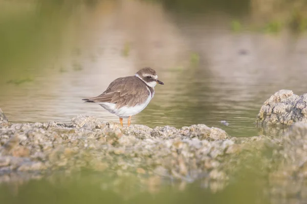 Chorro anillado (Charadrius hiaticula) forrajeando —  Fotos de Stock