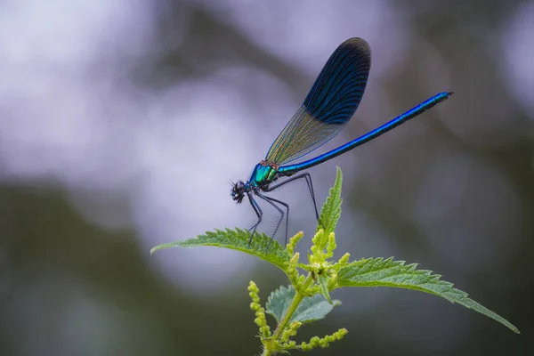 Şeritli telli Calopteryx splendens Nettles üzerinde dinlenme