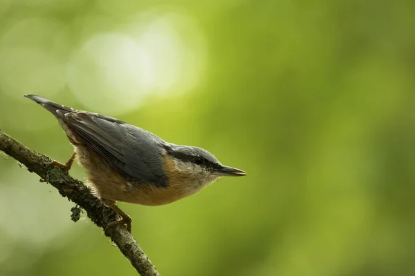 Nuthatch Eurasia atau nuthatch kayu (Sitta europaea — Stok Foto