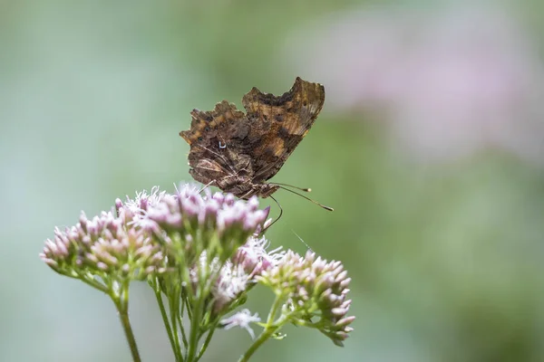 Comma papillon gros plan — Photo