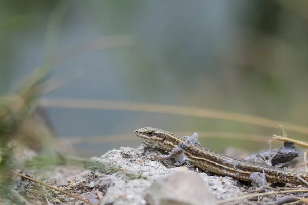 Lagarto vivíparo pequeño —  Fotos de Stock