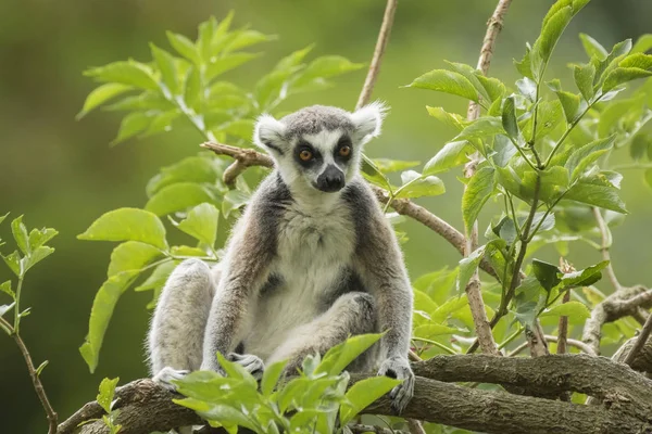 Lémur de cola anillada lemur catta — Foto de Stock