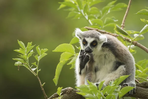 Lemur catta Pensamiento deseoso — Foto de Stock