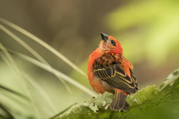 Madagaskar rode Foudia vogel — Stockfoto