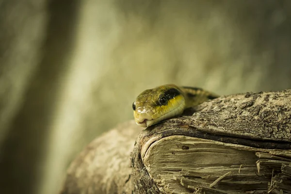 Serpiente rata de belleza Orthriophis taeniurus —  Fotos de Stock