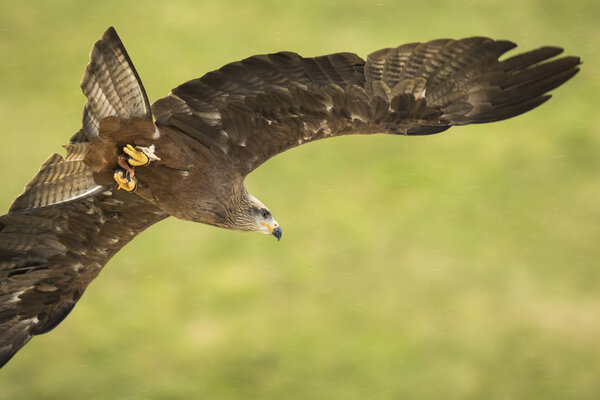 Red kite (Milvus milvus) flight