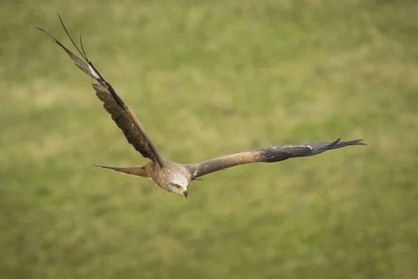 Luňák červený (Milvus milvus) let — Stock fotografie