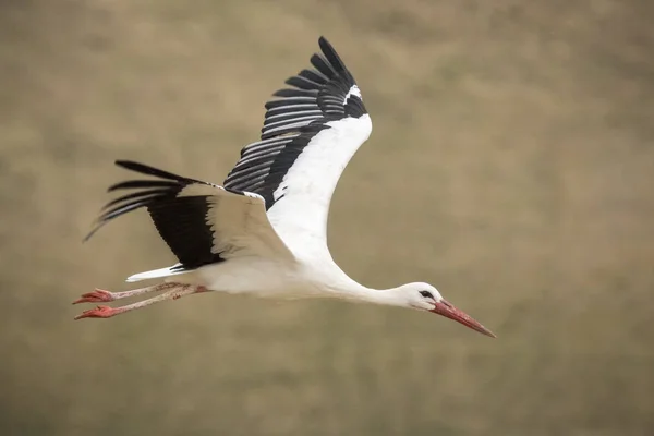 Beyaz Leylek (Ciconia ciconia) uçuşta.
