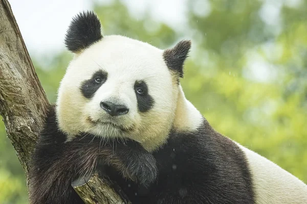 Grande Panda Ailuropoda melanoleuca Ritratto — Foto Stock