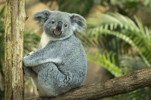 Koala ağaç closeup içinde