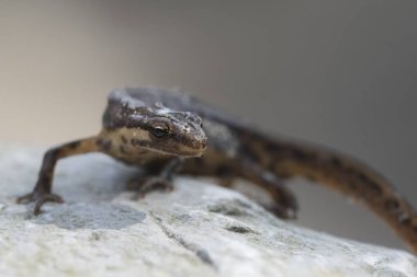 Pürüzsüz newt Lissotriton vulgaris portre