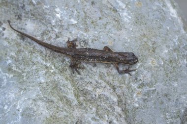 Pürüzsüz newt Lissotriton vulgaris portre