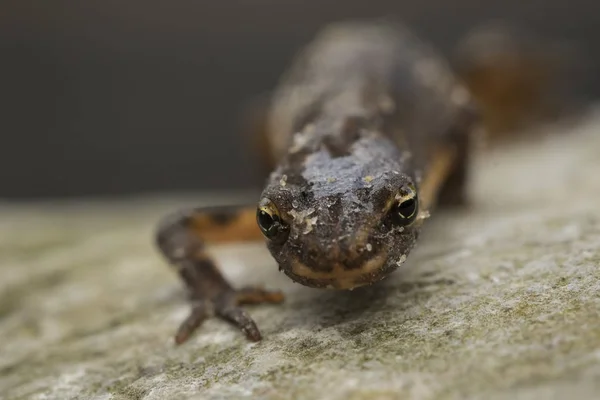 Triton lisse Lissotriton vulgaris portrait — Photo