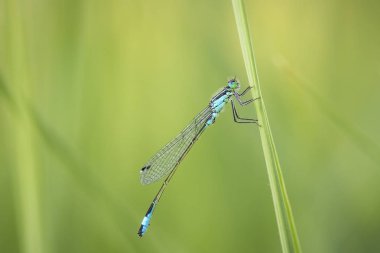 Mavi kuyruklu kızböcekleri mavi elegans
