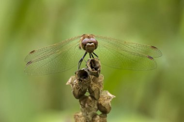 Serseri Pasifik'ten oğlan Sympetrum vulgatum erkek