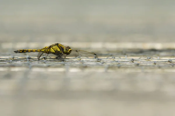 Γυναικείο μαύρο-tailed skimmer, Orthetrum cancellatum, κοντινό πλάνο — Φωτογραφία Αρχείου