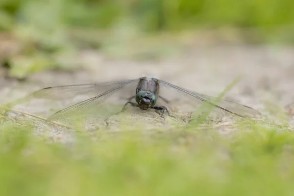 Homem de cauda preta skimmer, Orthetrum cancellatum, close-up — Fotografia de Stock