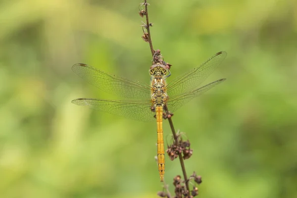 Vagrant darter Sympetrum vulgatum male — Stock Photo, Image