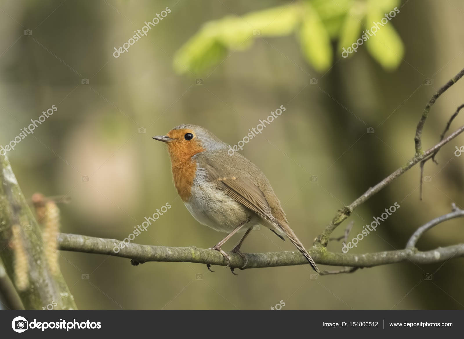 Chant Doiseau Rouge Robin Photographie