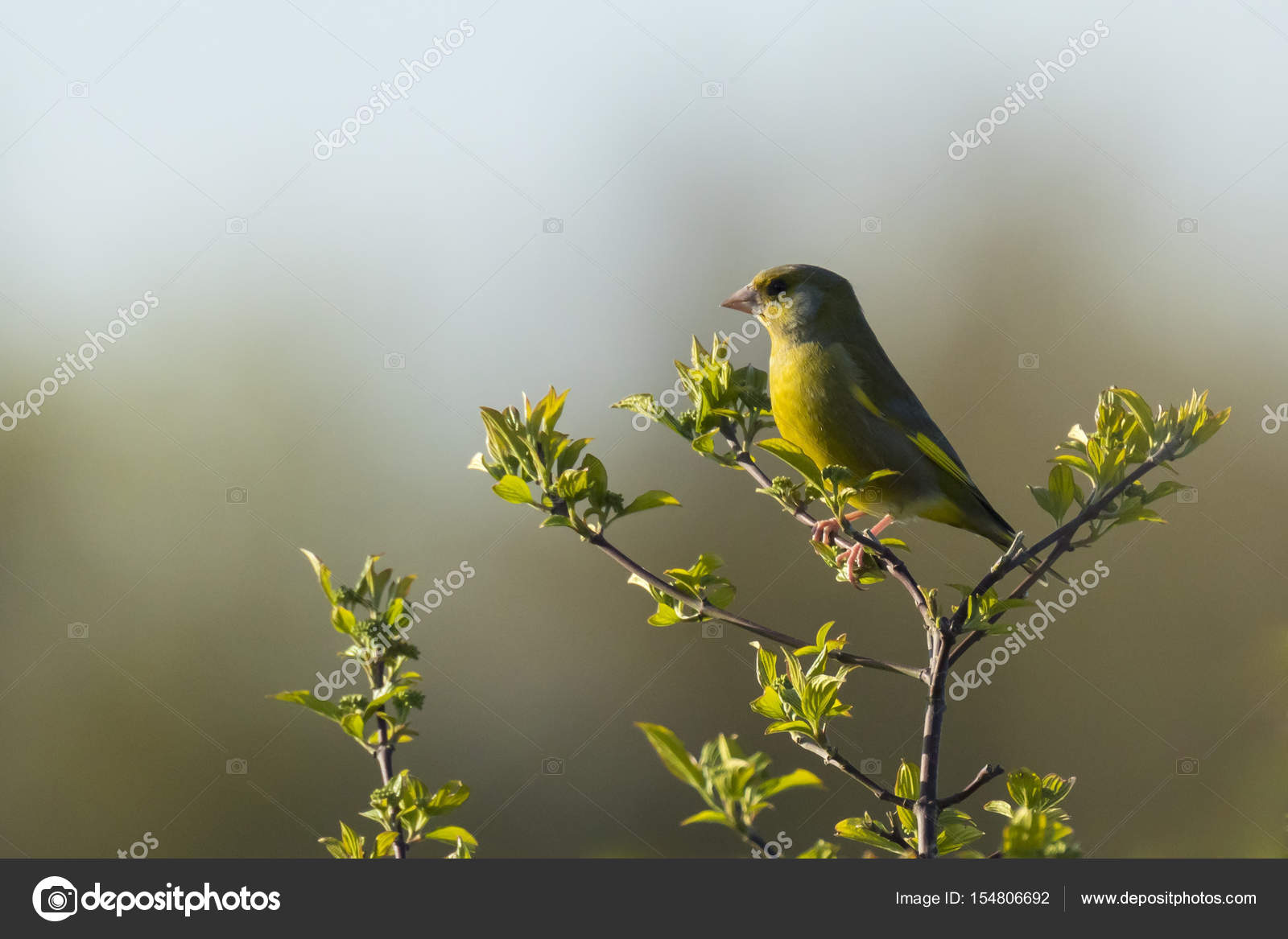 scaricare canto del cardellino
