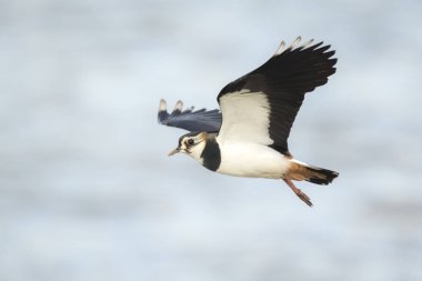 Uçuş Kuzey kız kuşu