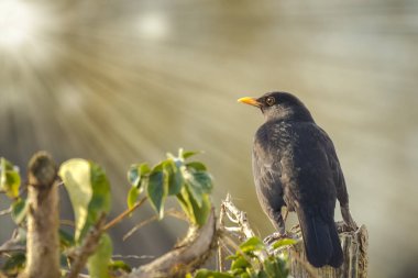 Güneşe görünümlü karatavuk (Turdus merula)