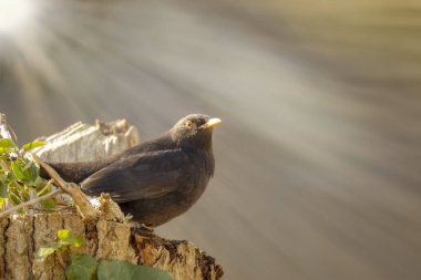 Güneşe görünümlü karatavuk (Turdus merula)
