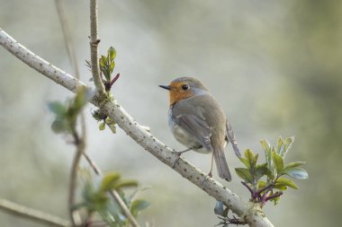 Avrupa robin gerdan (Erithacus rubecula) kuşu çiftleşme