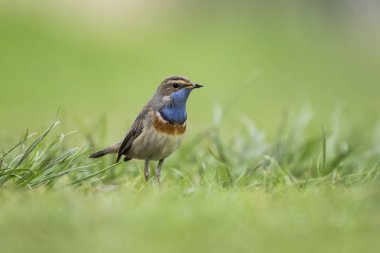 Otların arasında yiyecek arama Bluethroat