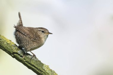 Avrasya çalıkuşu (Troglodit trogloditleri)