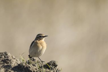 Whinchat Saxicola rubetra