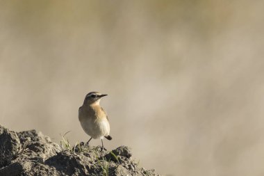Whinchat Saxicola rubetra