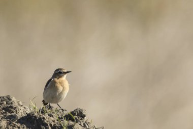 Whinchat Saxicola rubetra