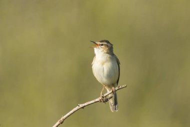 Kındıra kamışçını, kuş türü schoenobaenus, şarkı