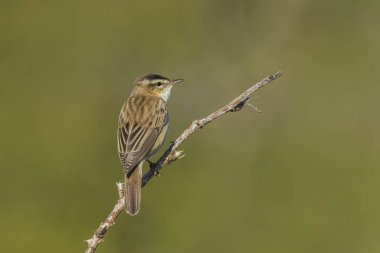 Kındıra kamışçını, kuş türü schoenobaenus, şarkı