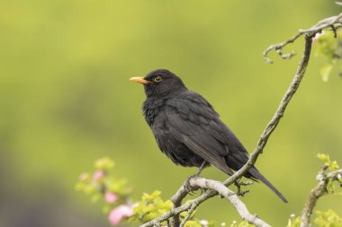 Bir ağaçta şarkı karatavuk (turdus merula)