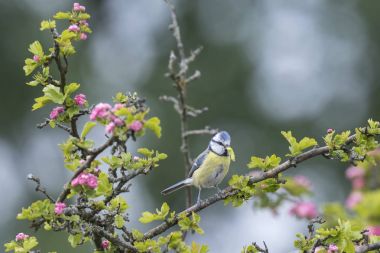 Avrasya Mavi baştankara 