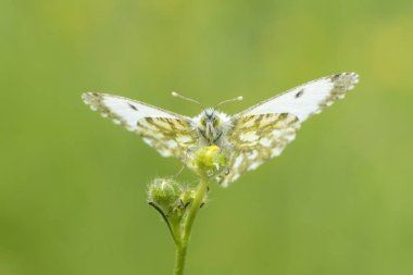 Kadın portakal uç kelebek anthocharis cardamines