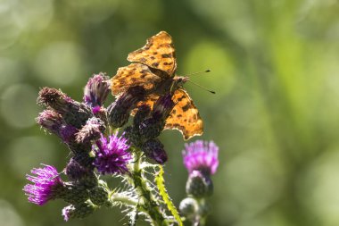 Virgül kelebek Polygonia c-albüm