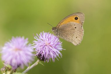 Thistle çiçek üzerinde besleme kahverengi çayır (Maniola jurtina)