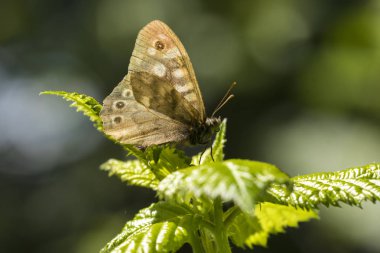 Benekli ahşap kelebek Pararge aegeria